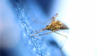 Image de l'article la petite question "Pourquoi je me fais toujours piquer par les moustiques ?"