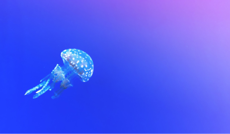Vignette de la vidéo les mercredis d'Endoume "“Gelification” des océans : les relations entre les méduses et l’homme"