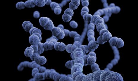Chroniques microbiennes : les biofilms