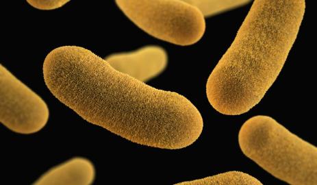 Chroniques microbiennes : pseudomonas l'indestructible