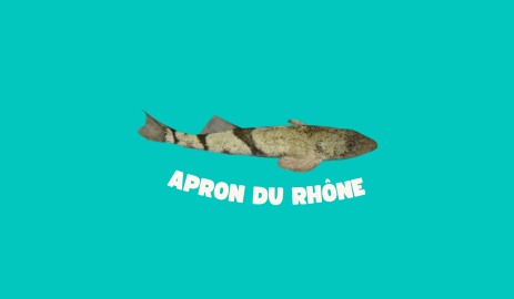 Cocotte en papier #1 : l'apron du Rhône