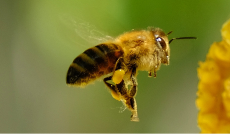 Image de l'article la petite question "L’abeille voit-elle mieux que l’humain ?"